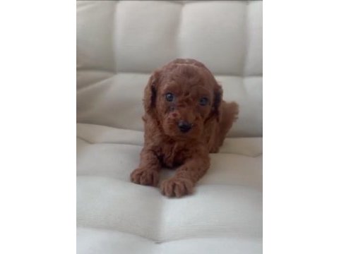 Prens ve prenses köpekler