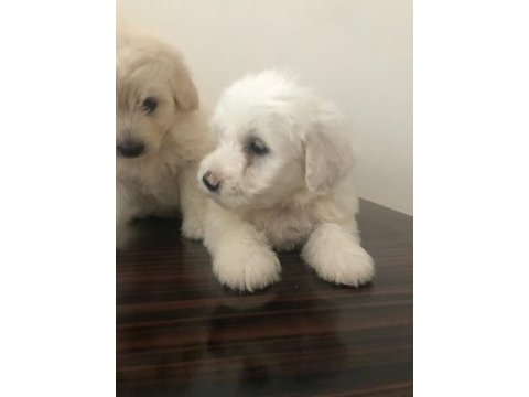 Maltese terrier 4 erkek bebiş