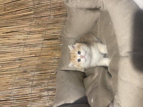 Anne baba şecereli ny12 renk kodlu safkan british shorthair