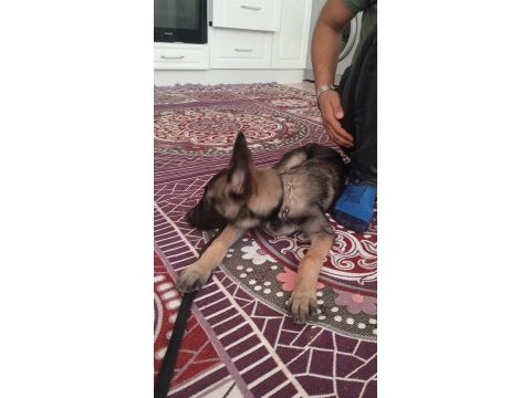 Satılıktır belçika kurdu