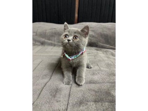 British shorthair 2 aylık
