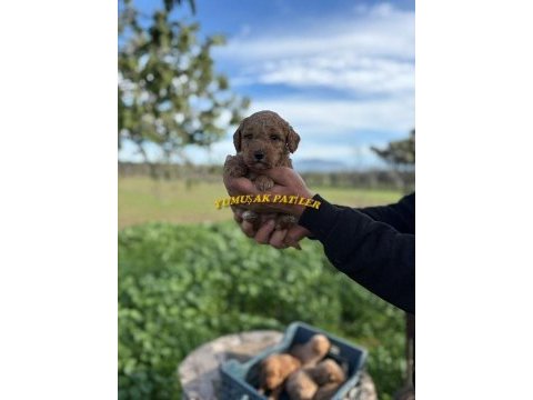 Red toy poodle