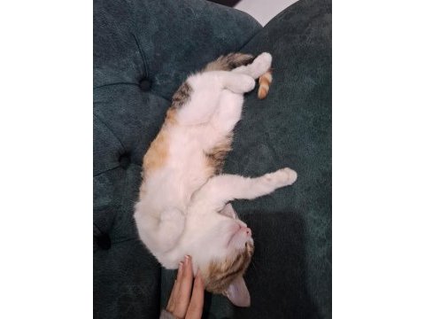 1.5 aydır bakılan tatlı yavru kedimiz ıchi için kalıcı yuva