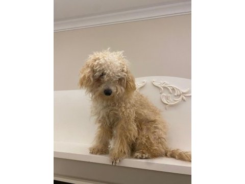 Acil şekilde ücretli sahiplendirilecek köpeğimiz