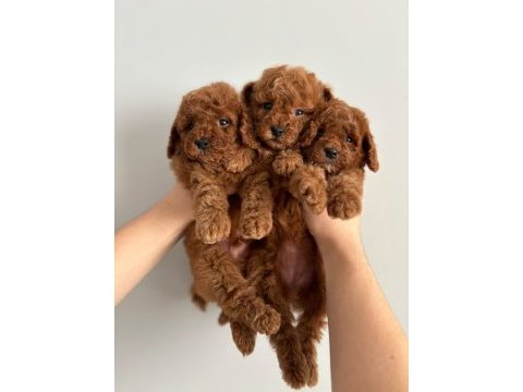 Orjinal toy boyut red brown poodle yavrular