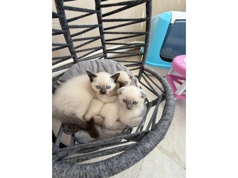 British shorthair ve scottish fold yavrularımız
