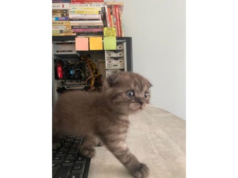 Scottish fold erkek bebeğimiz