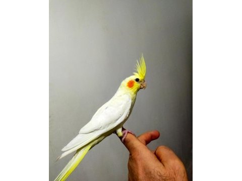 Ele alıştı 45 günlük sultan papağanı