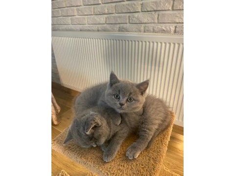50 günlük safkan british shorthair