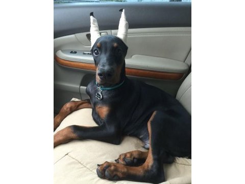 Safkan a kalite doberman