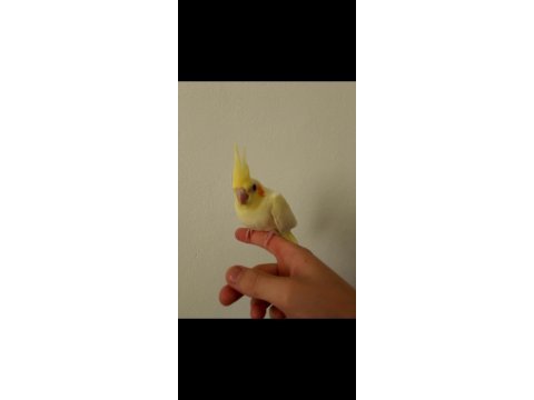 Kırmızı göz evcil lutino sultan papağanı