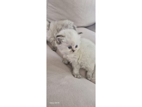 Sevgi dolu yuvalarını arayan 3 british longhair yavru