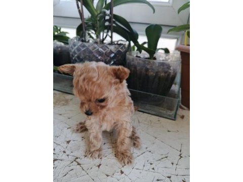 Micro tea cup poodle