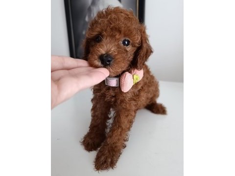 Toy poodle yavrularımız