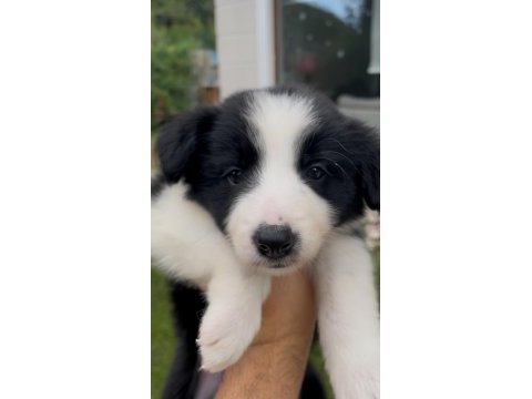 Çok özel son 2 yavru köpeğimiz