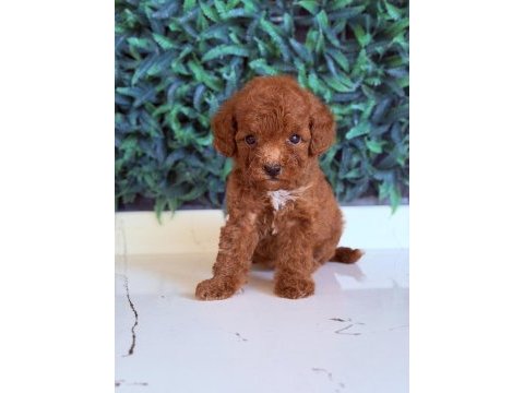 Sakarya toy poodle