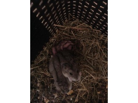 Hamster sahiplendirme suriye ve gonzales var