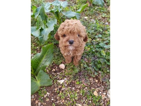 Poodle akıl küpleri yeni yuvalarını arıyor