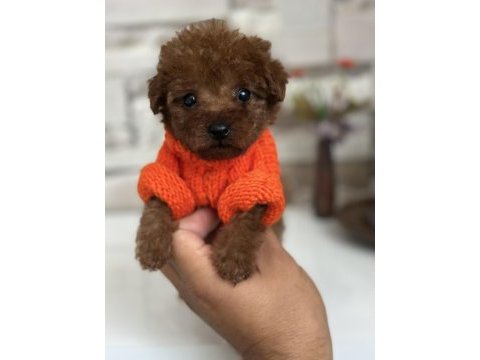 Minik tea cup kore poodle bebekler için ulaşabilirsiniz