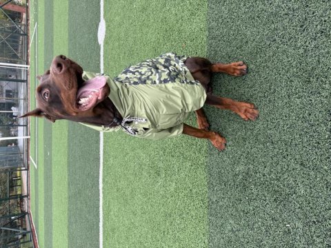 Balthazarın torunu şecereli doberman