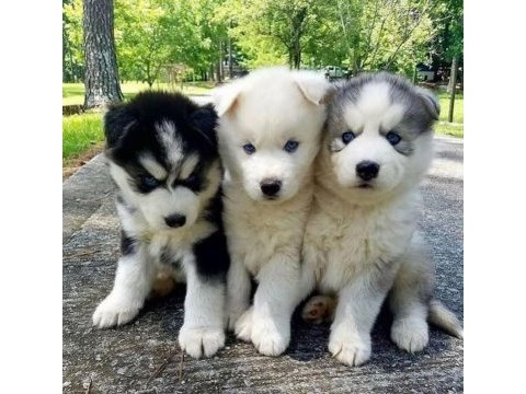 Sibirya kurdu husky yavrular erkek ve dişi mevcut