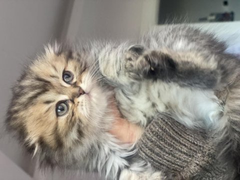 Scottish longhair silver