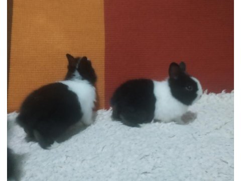 Yavru cüce tavşanlar küçük ırk