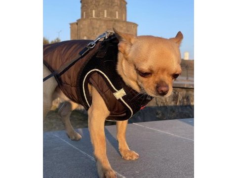 Dişi chihuahua köpeğime eş arıyorum