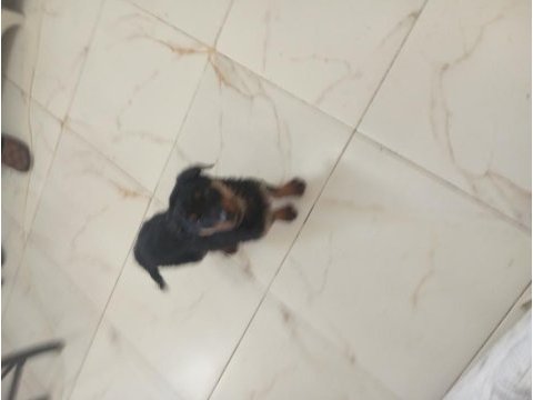 Dişi erkek rottweiler