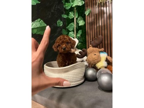 Ankara nın en güzel toy poodle yavruları