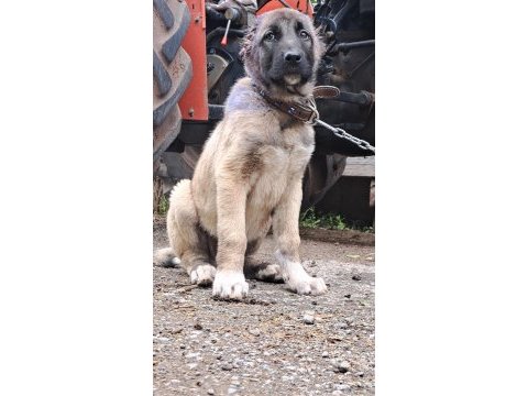 Üstün ırk kangal köpeği