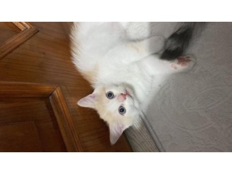 British shorthair oğlum
