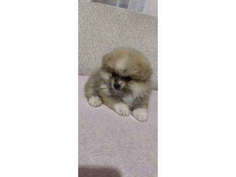 Pomeranian erkek ve dişi yavrularımız