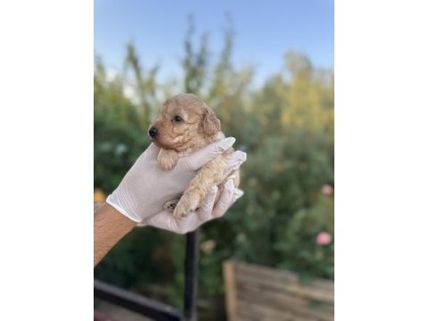 Rezerveye açık 1 aylık toy poodle yavrularımız
