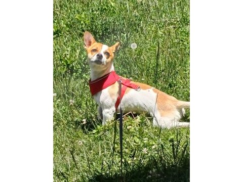 10 aylık jack russell yavrumuz