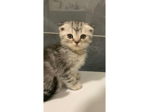 Anne altından silver scottish fold yavrumuz