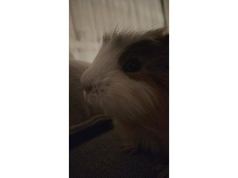 Günceldir ginepig