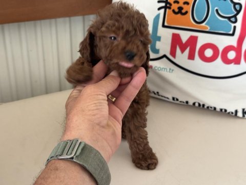 Petmode köpek çiftliğinde ziyarete açık toy poodle
