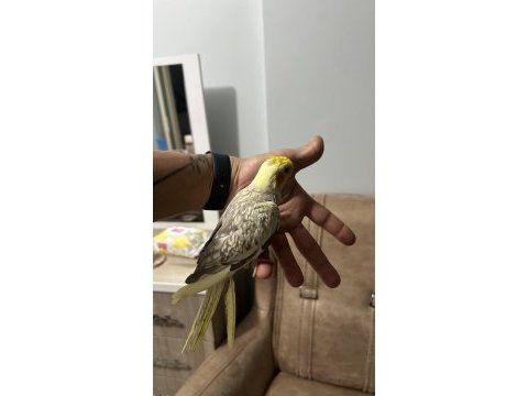 Yavru erkek sultan papağanı