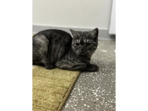 Orijinal anne baba british shorthair yuva arıyor