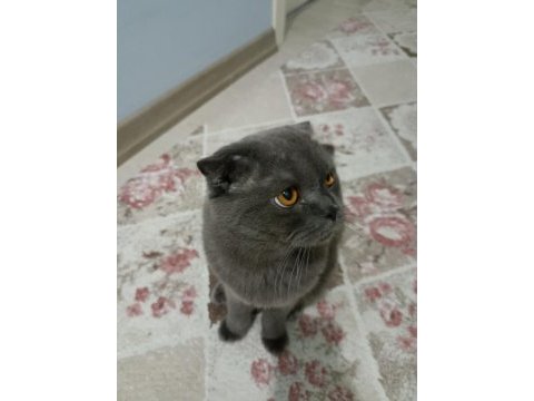 1 yaşında scottish fold