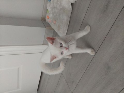 Dünyalar güzeli british shorthair mavişim