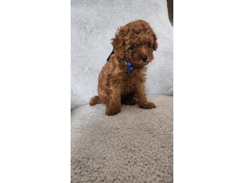 Bebek yüzlü toy poodle yavru