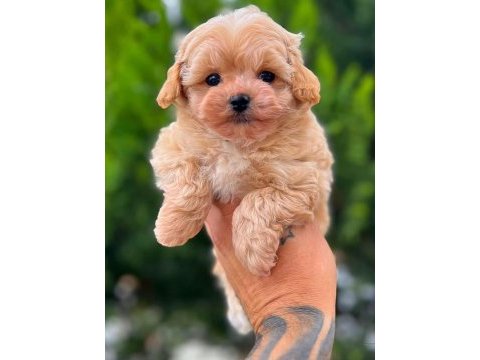Kıvır kıvır maltipoo köpeği yavrularım