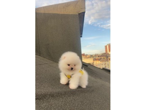 Pomeranian boo yavrular