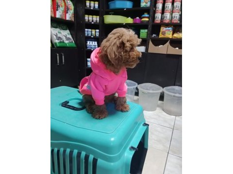 Erkek maltipoo