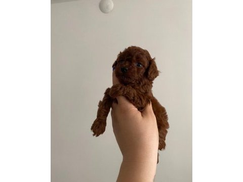 Kore toy poodle
