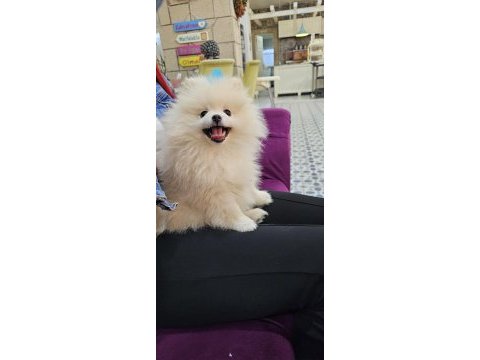 Gözyaşı lekesiz pamuk gibi aşılı bi pomeranian