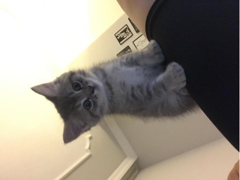 British shorthair 2 aylık erkek