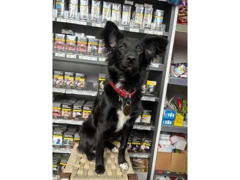 Acil 7 aylık köpeğimizi sahiplendirme